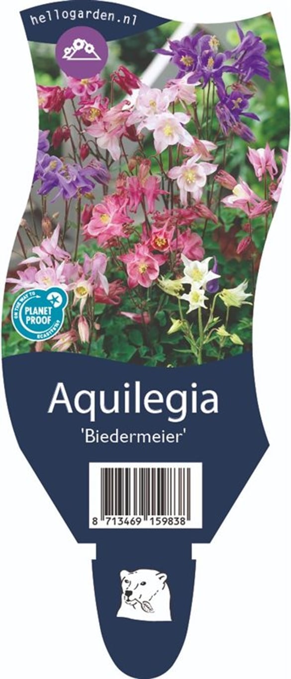 Aquilegia 'Biedermeier' - P11